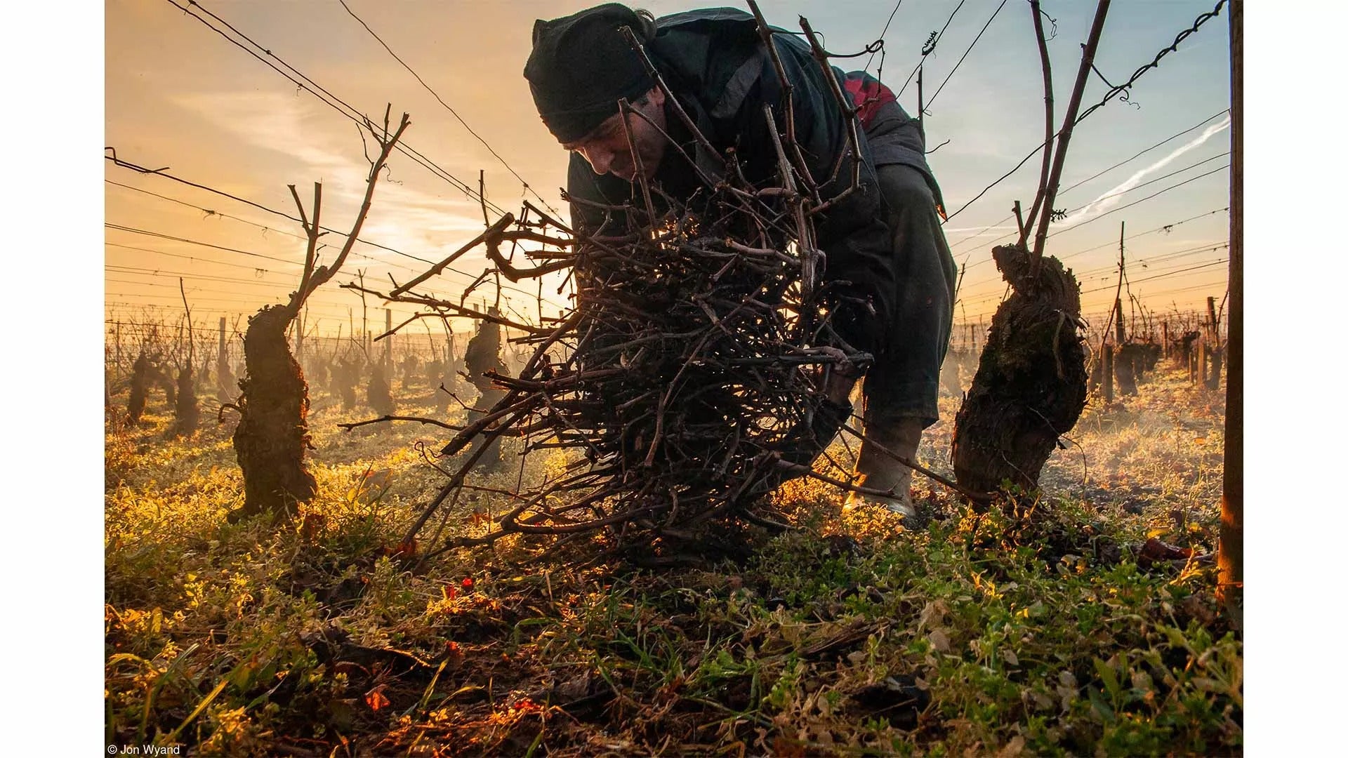 man working in a vineyard