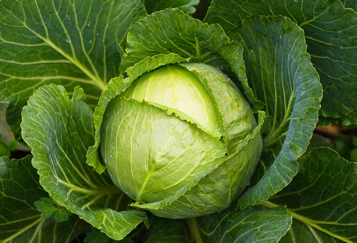 Cabbage