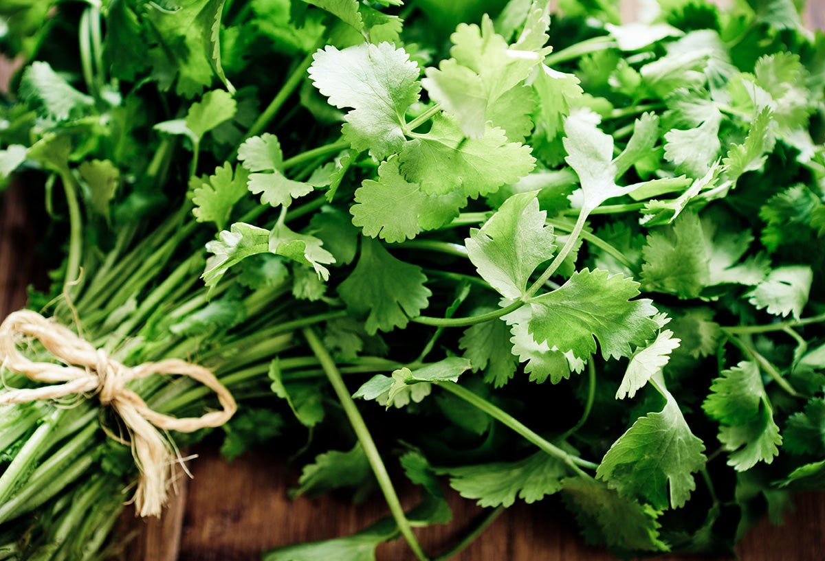 Cilantro