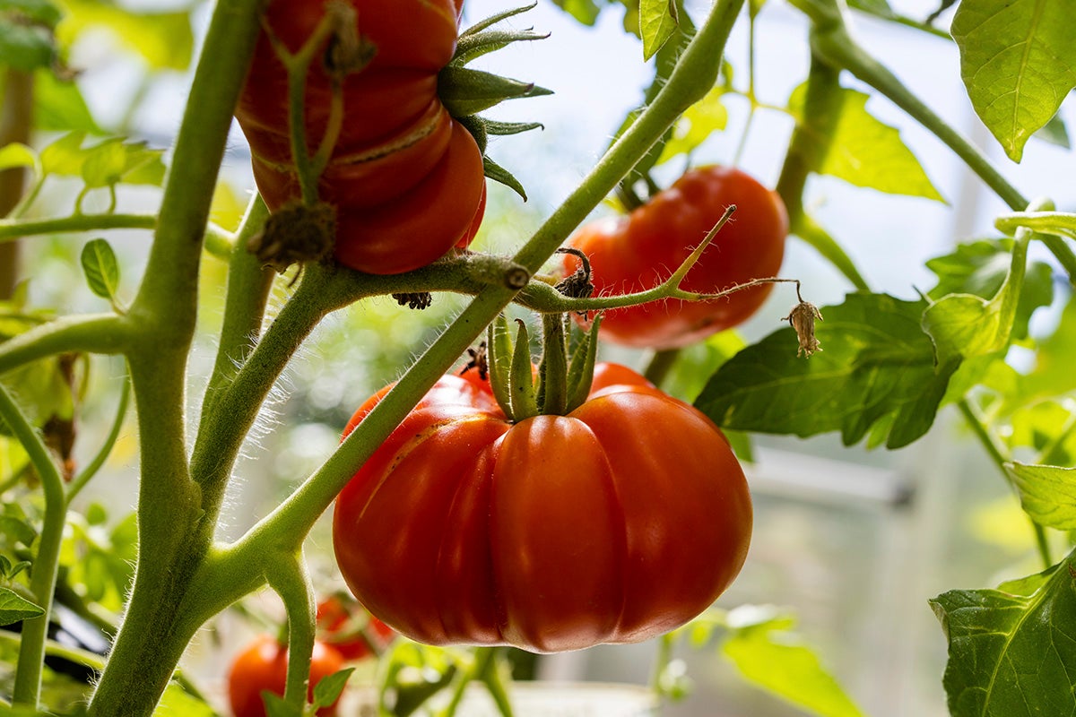 Heirloom tomatoes on the vine.