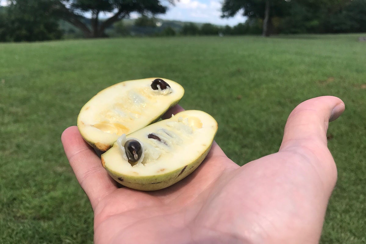 An open pawpaw.