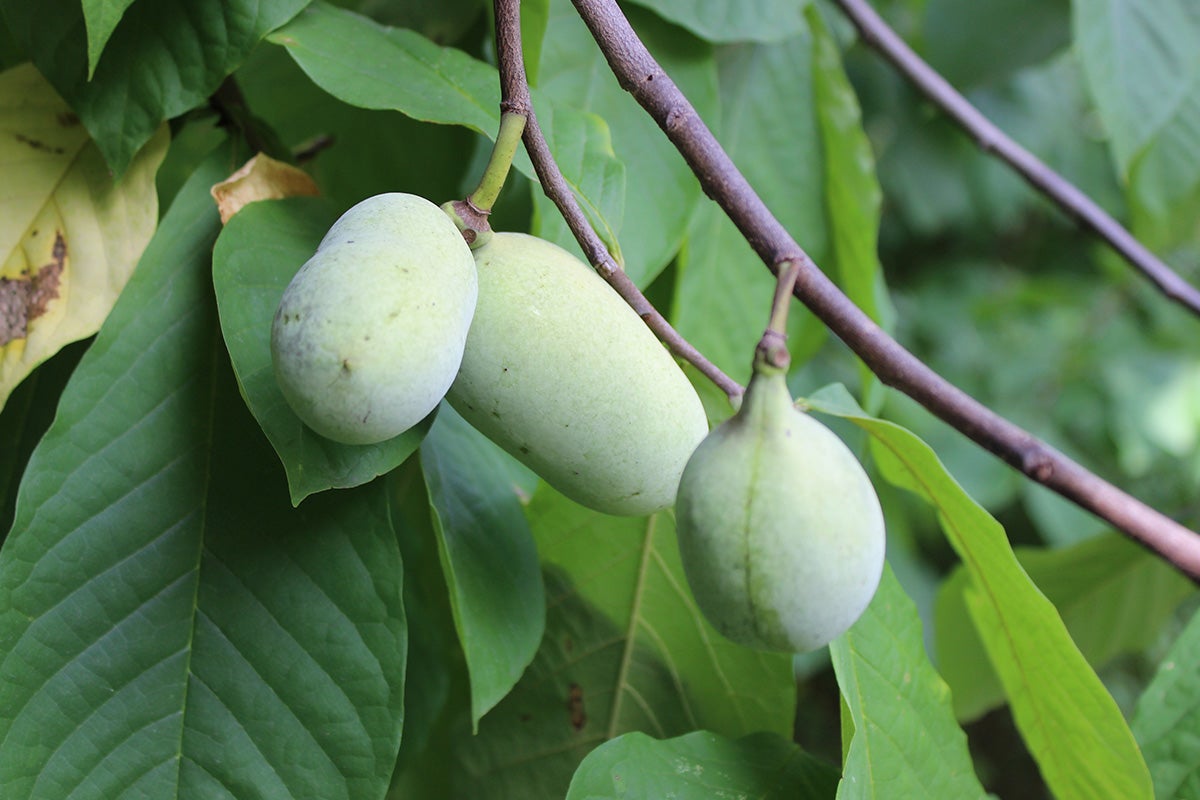 Pawpaws on a tree.
