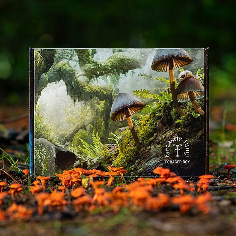 The Forager Box.