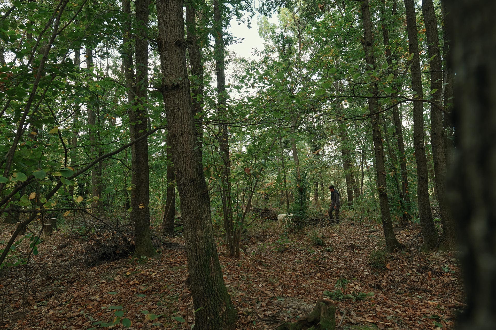 Dark Side of White Truffle
