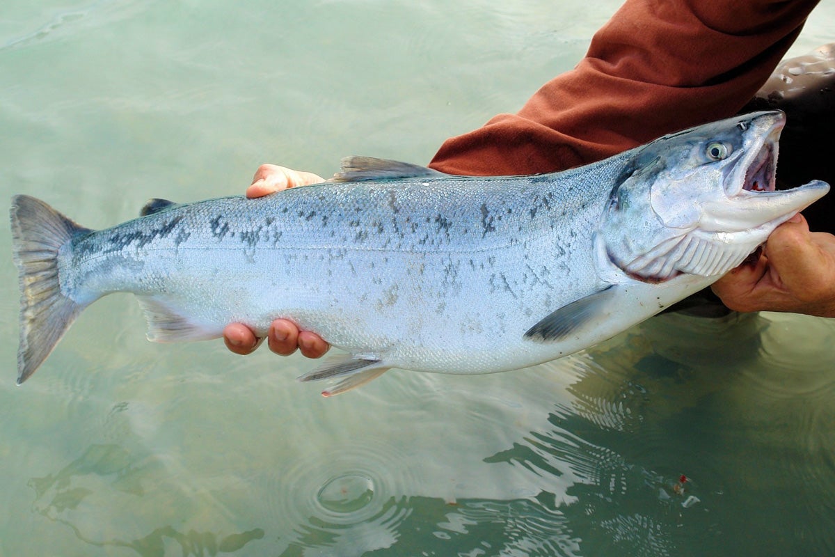 Alaskan salmon