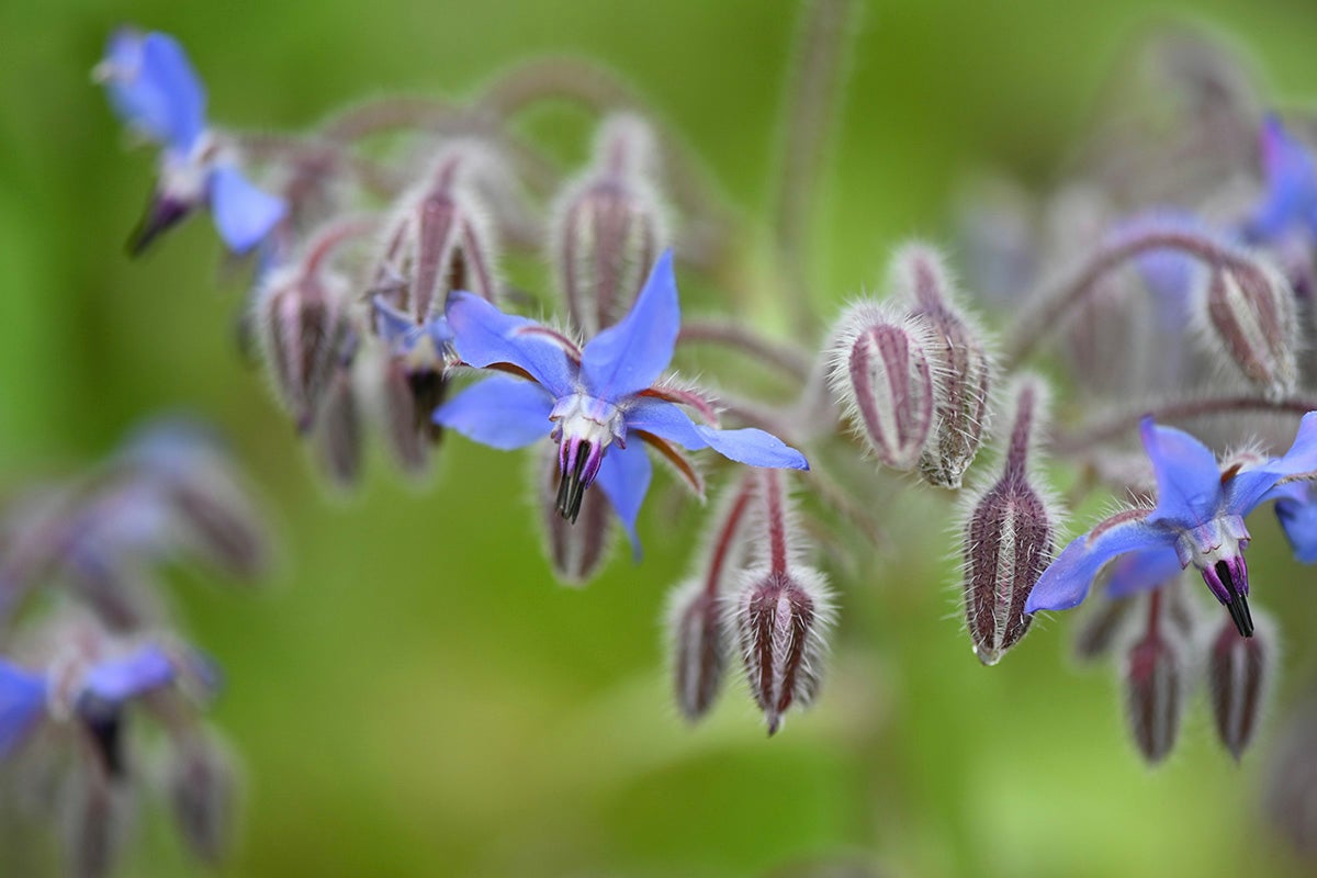 Borage flowers.