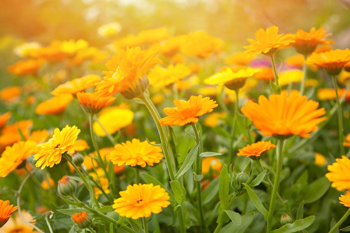 Calendula flowers.