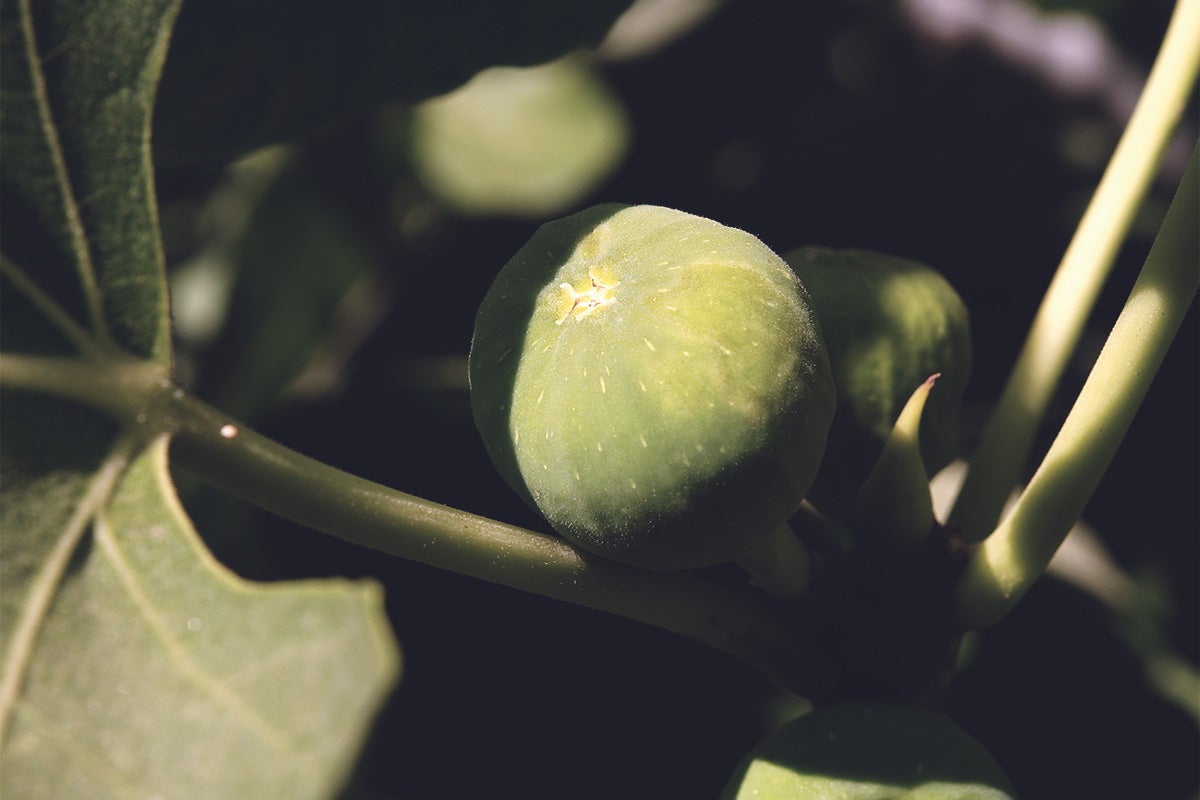 Calimyrna or Smyrna figs