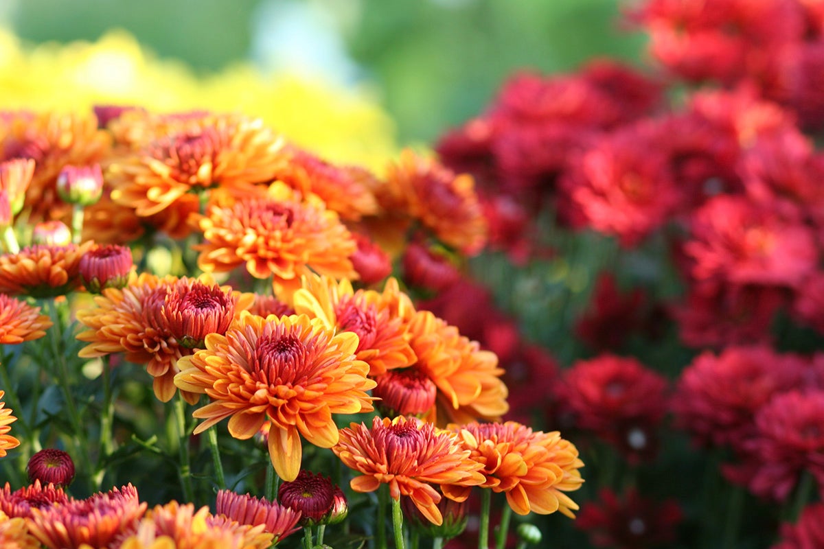 Chrysanthemum flowers.