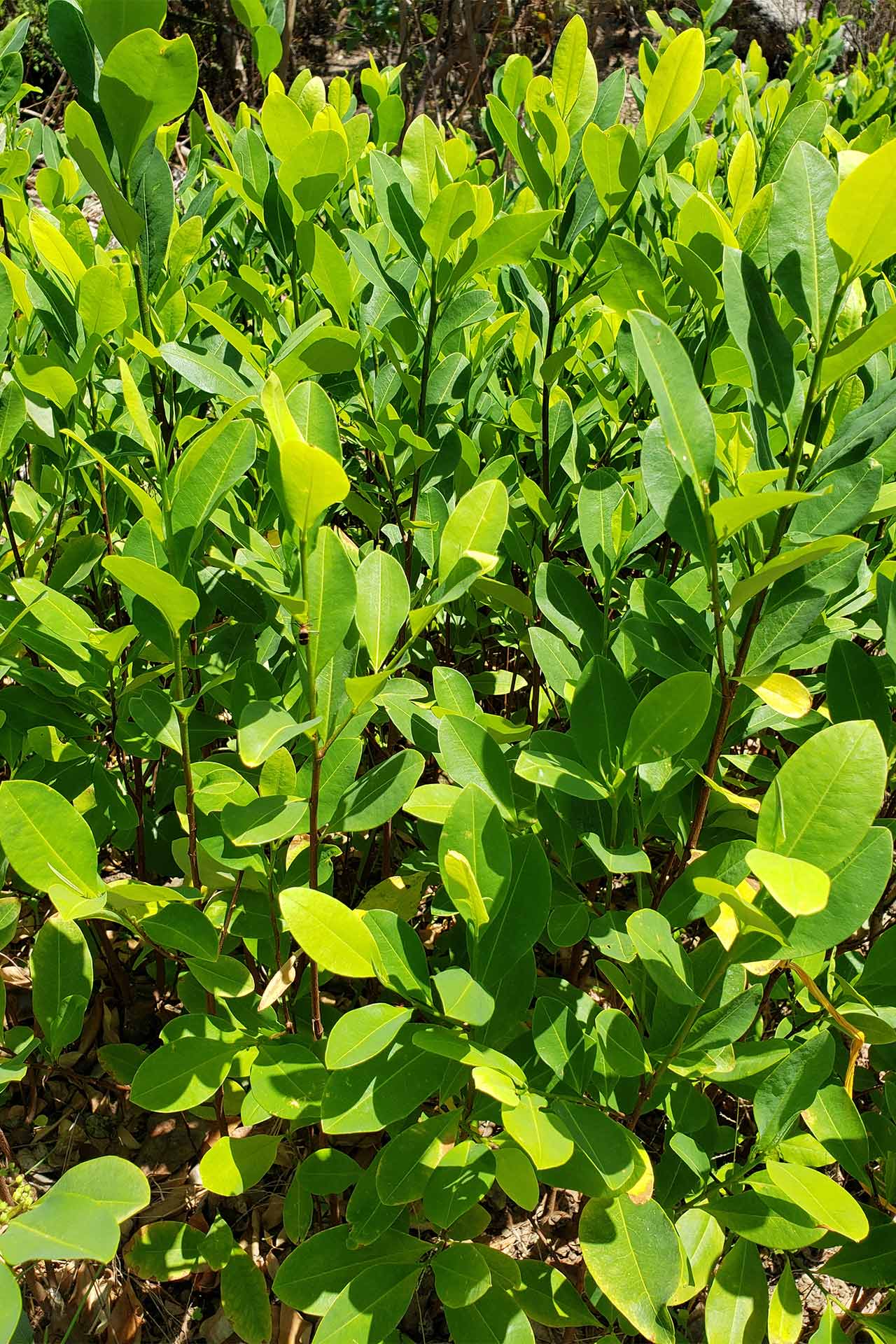 Coca leaves