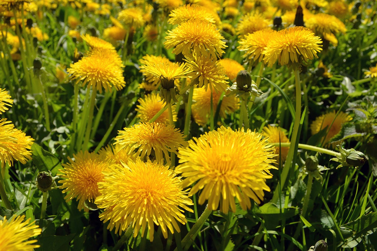 Dandelions.