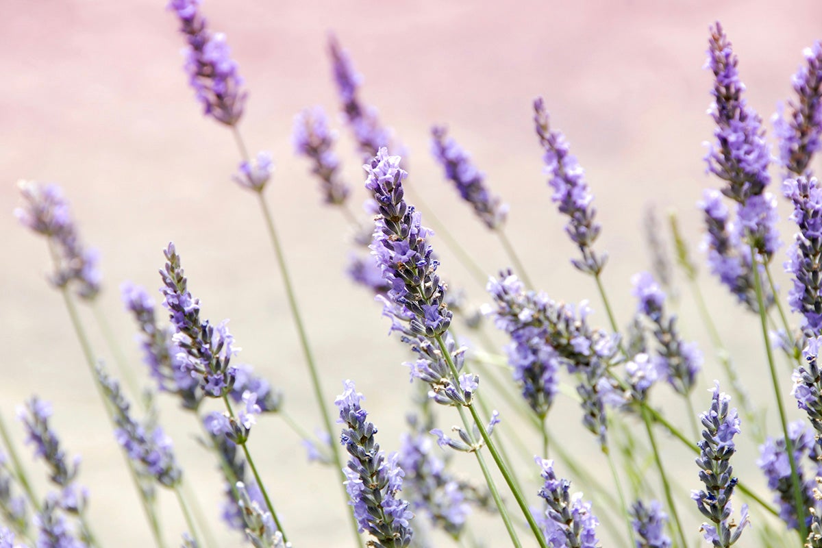 Lavender flowers.