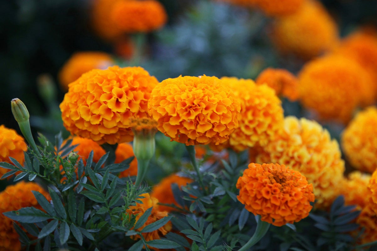 Marigold flowers.