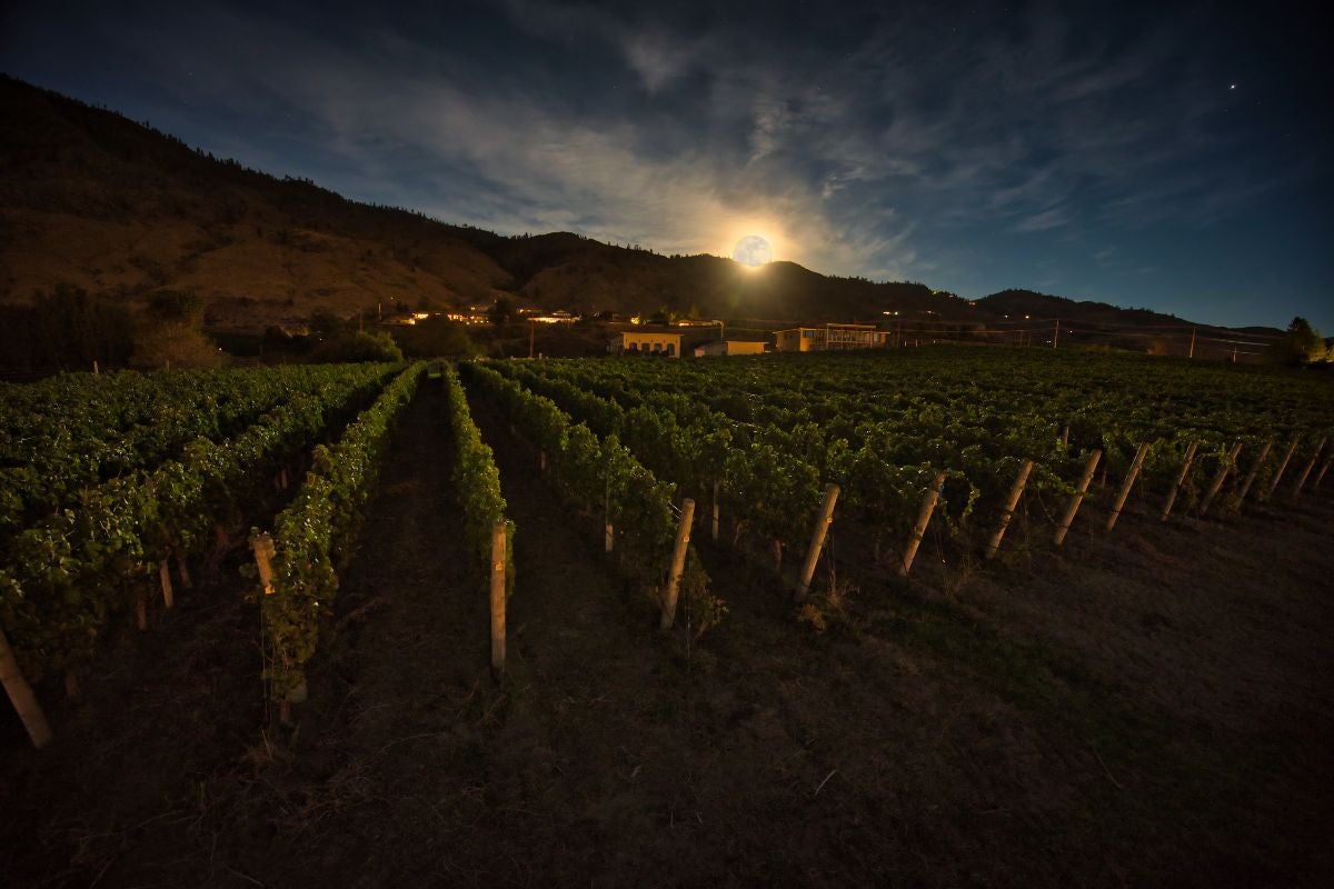 Moon Curser Vineyards, British Columbia.