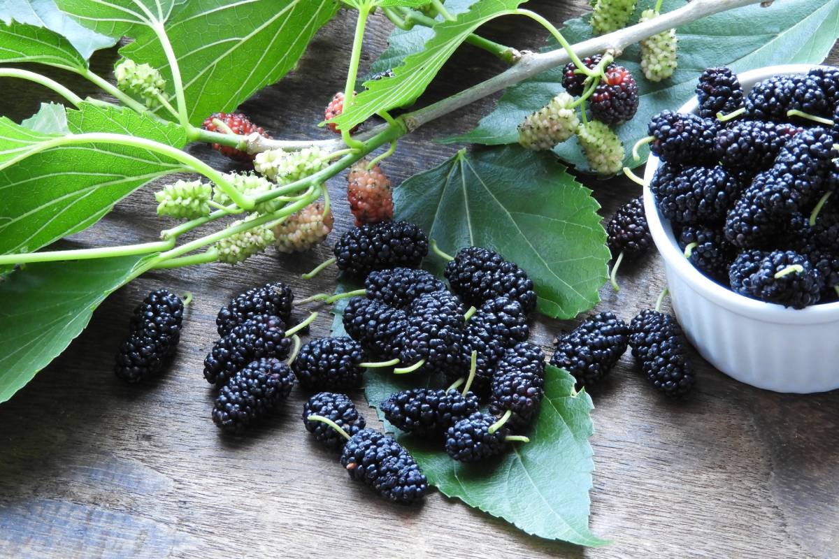 Mulberries fruits are typically in season in late spring