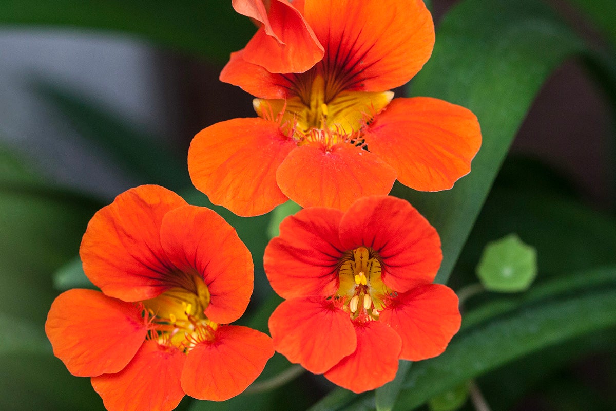 Nasturtium flowers.