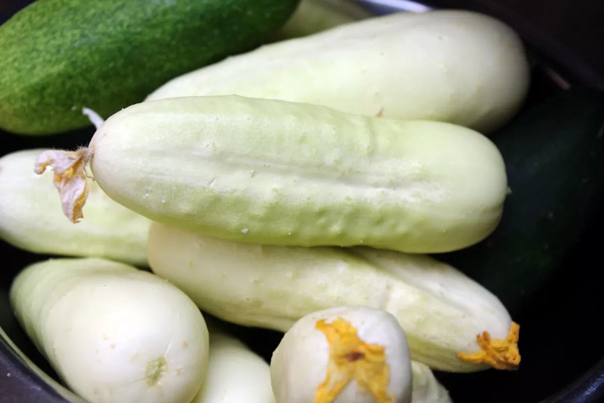 a small pile of fresh white cucumbers