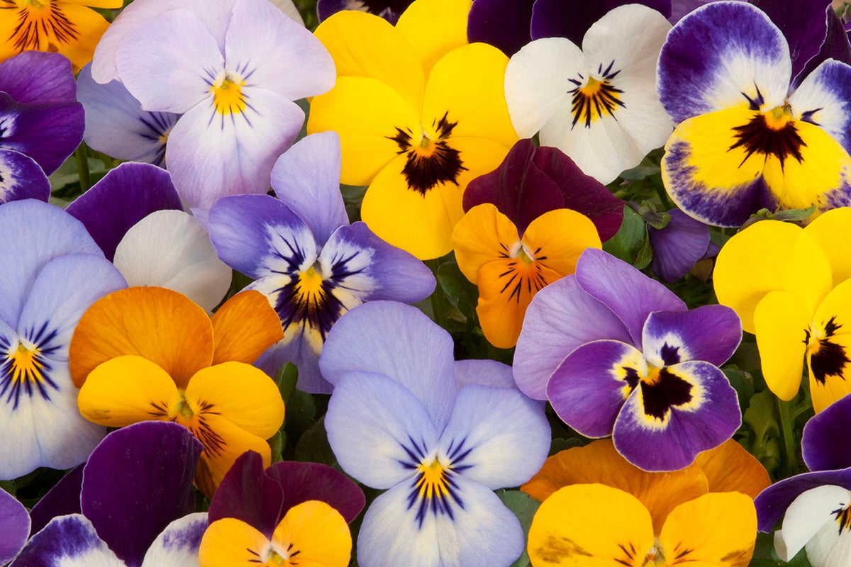 Pansies.