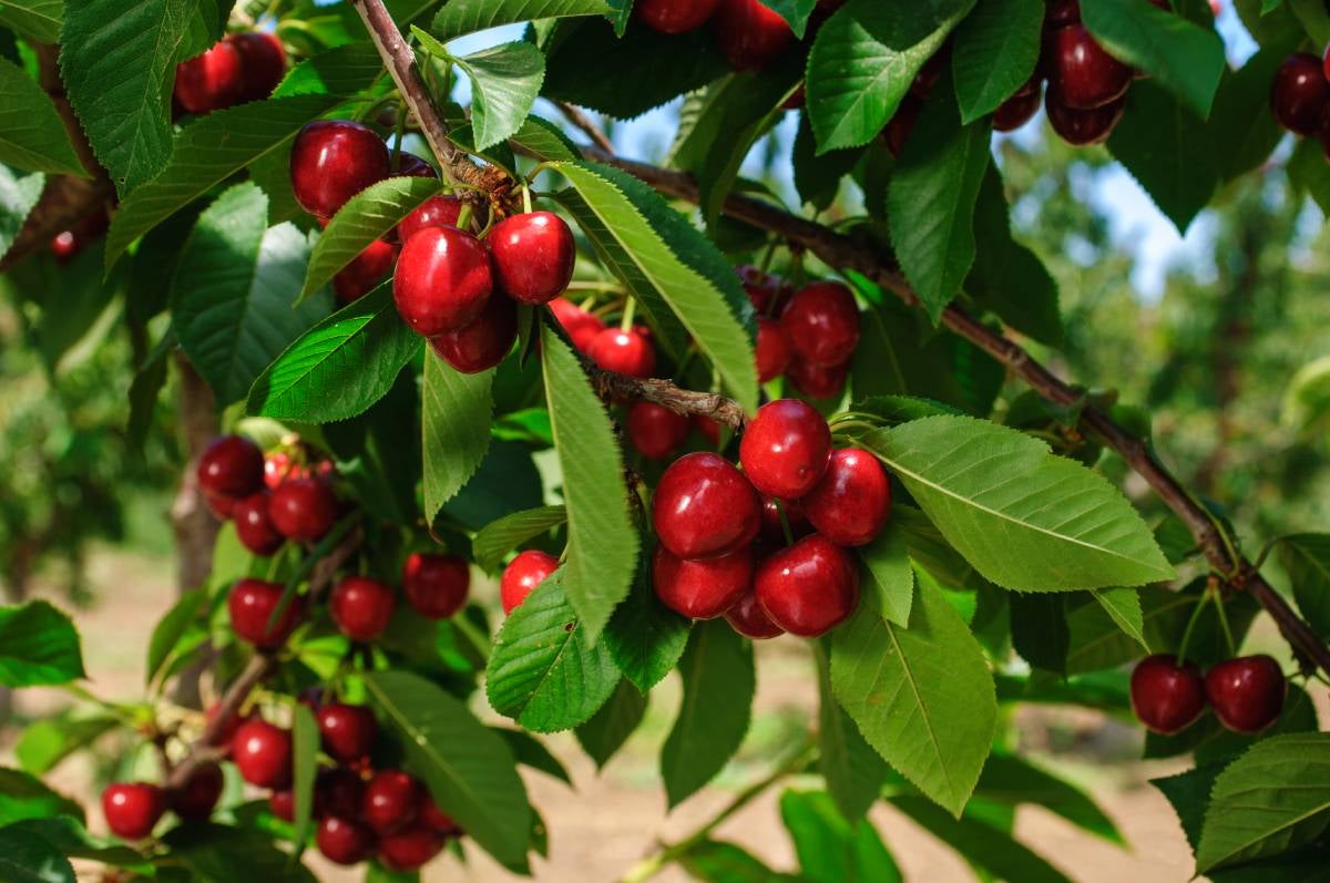 A tree of red Cherries, a fruit seasoning in the late spring