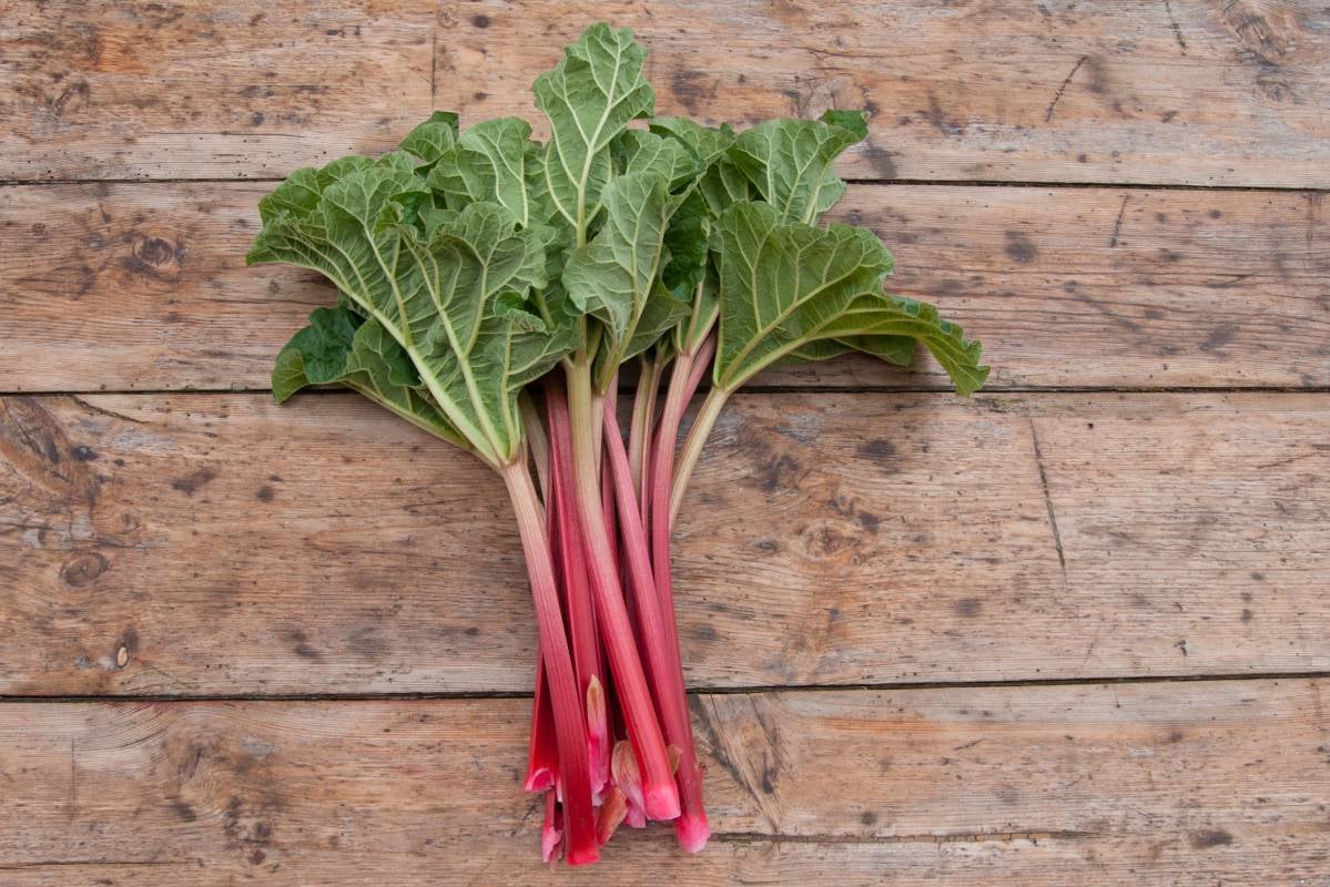Close up of a Rhubarb plant, a flavorful spring fruit