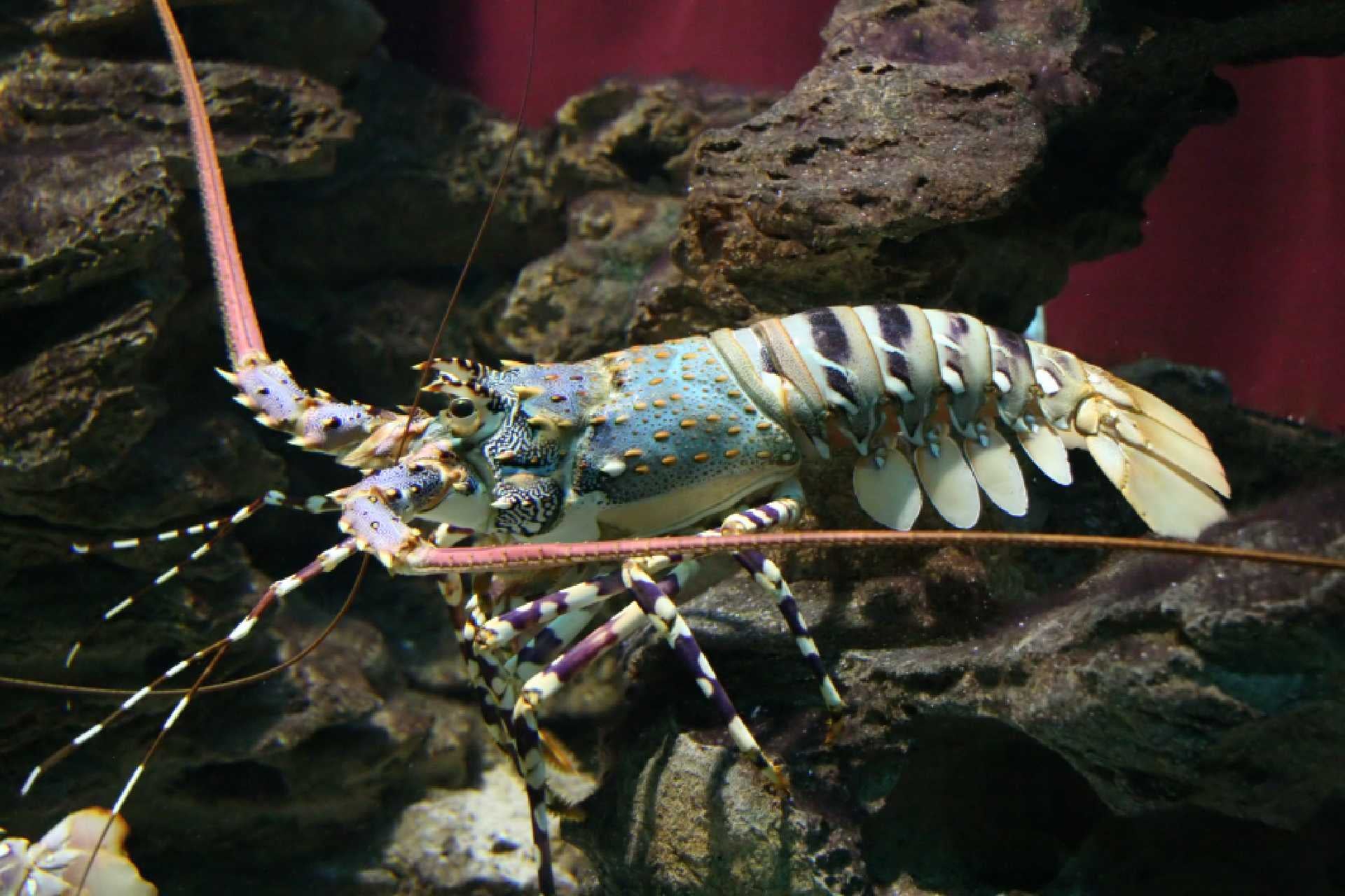 South African Lobster