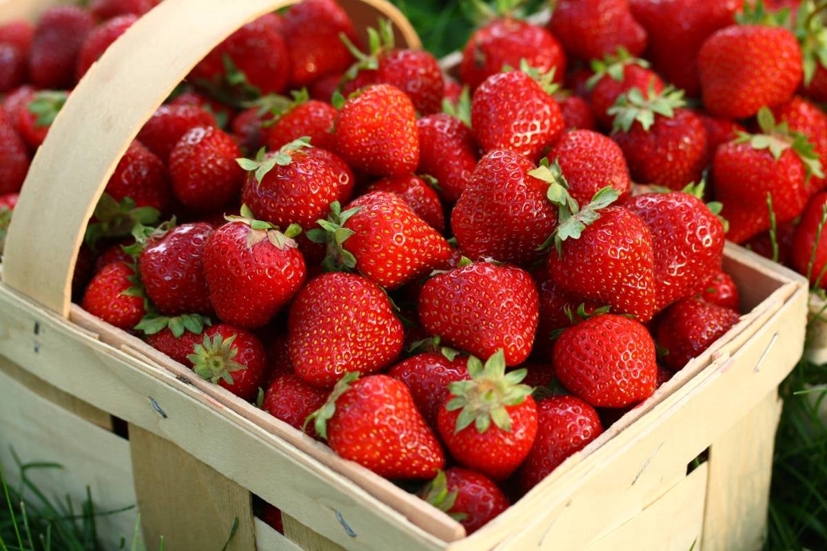 Basket full of Strawberries, the quintessential spring fruit