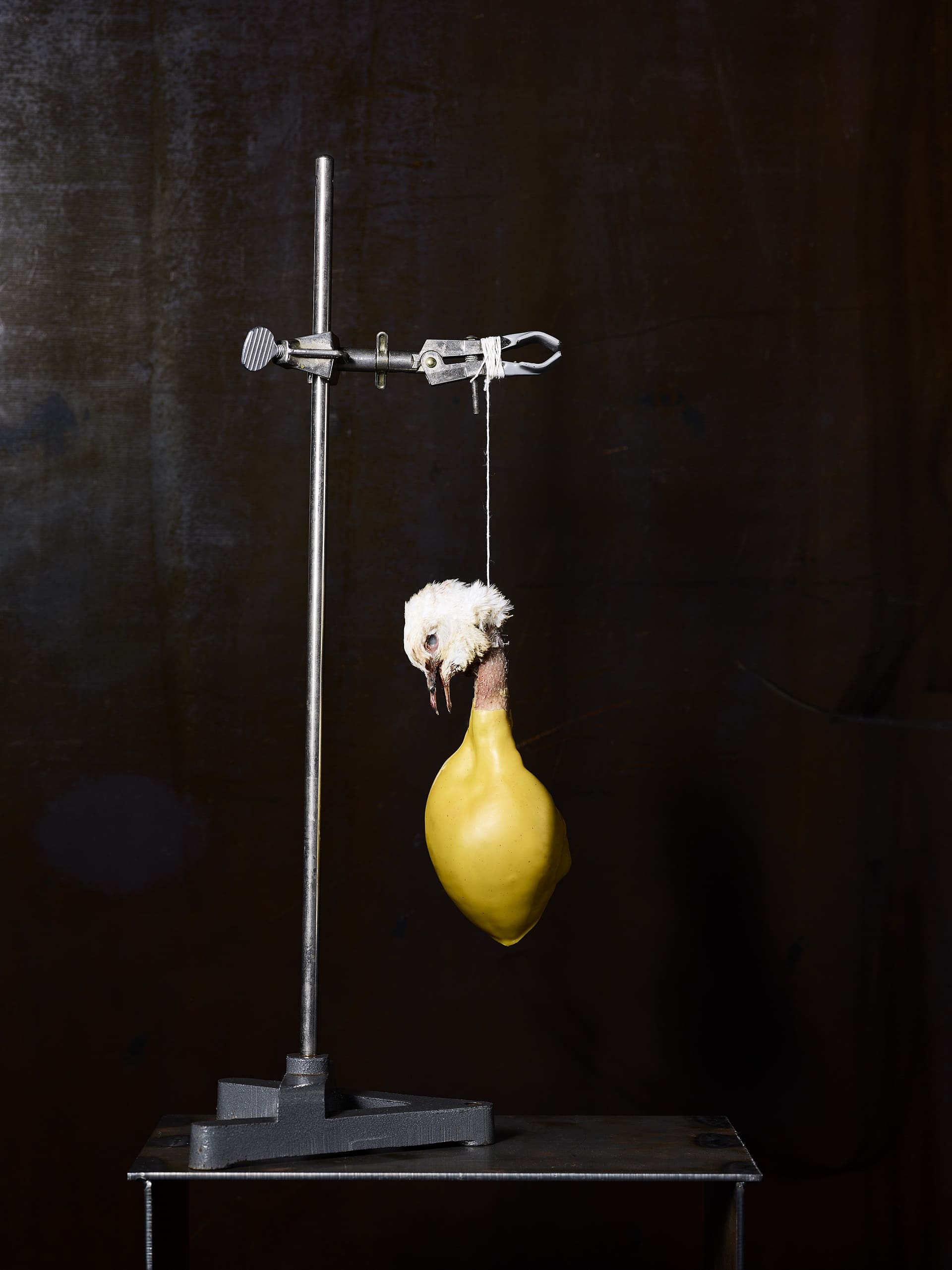 The Pigeon photo by Soren Gammelmark