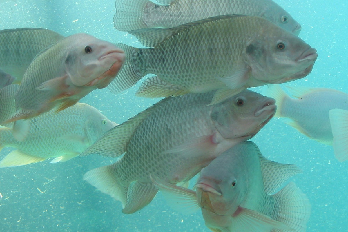 Tilapia
