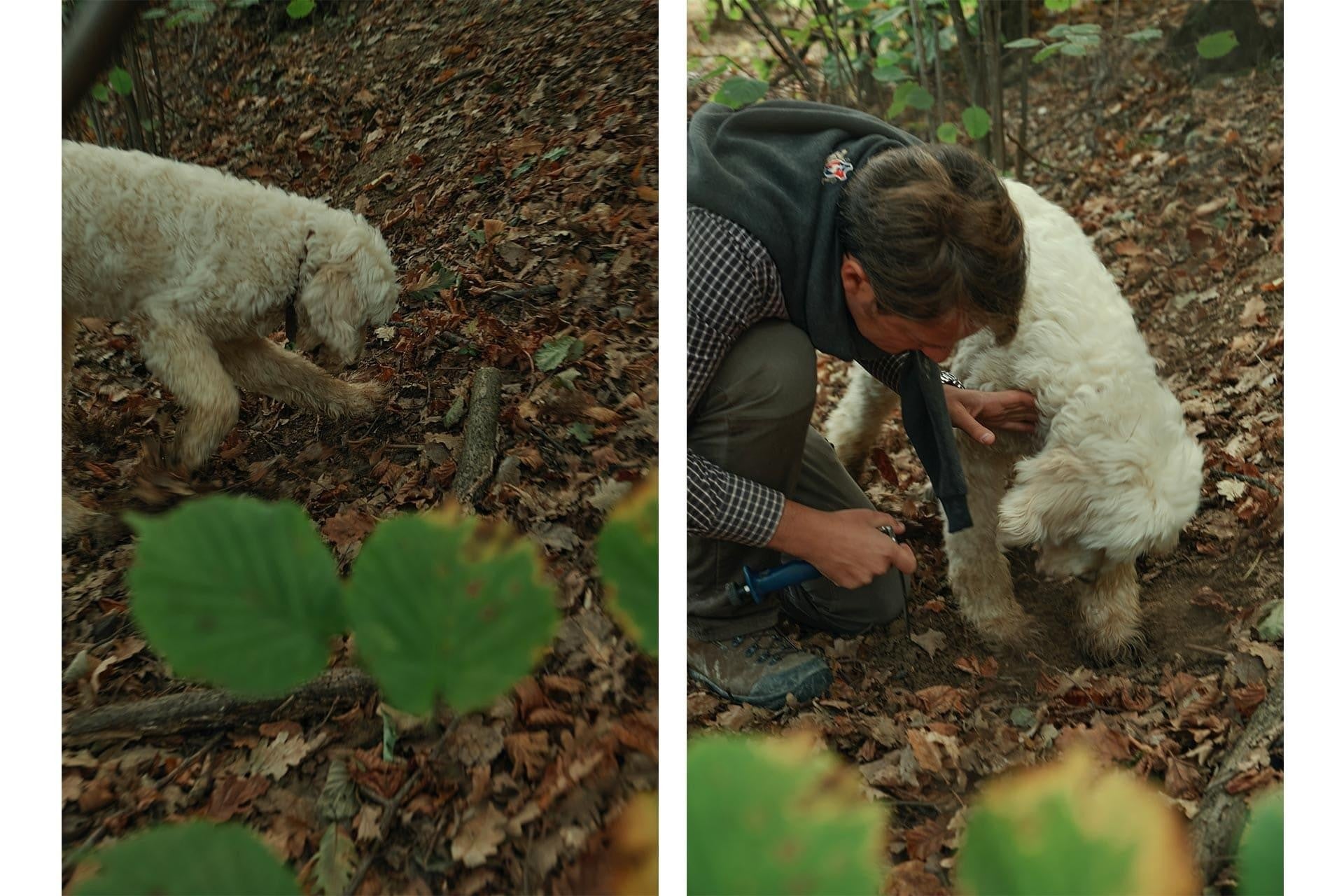 truffle hunter with dog