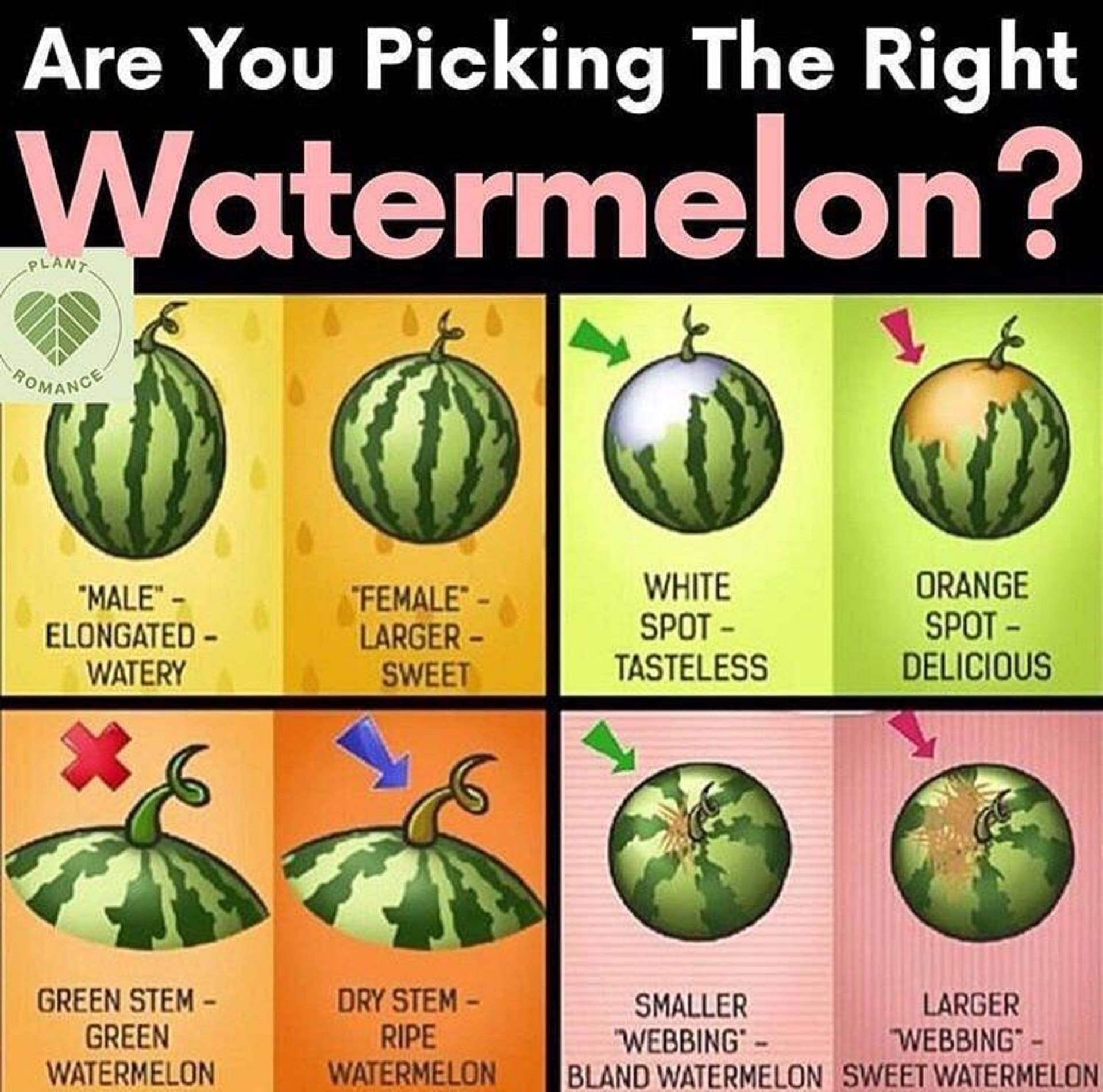 watermelon