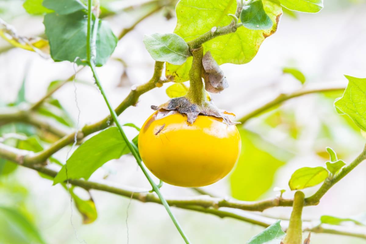 A Thai baby yellow eggplant on the tree