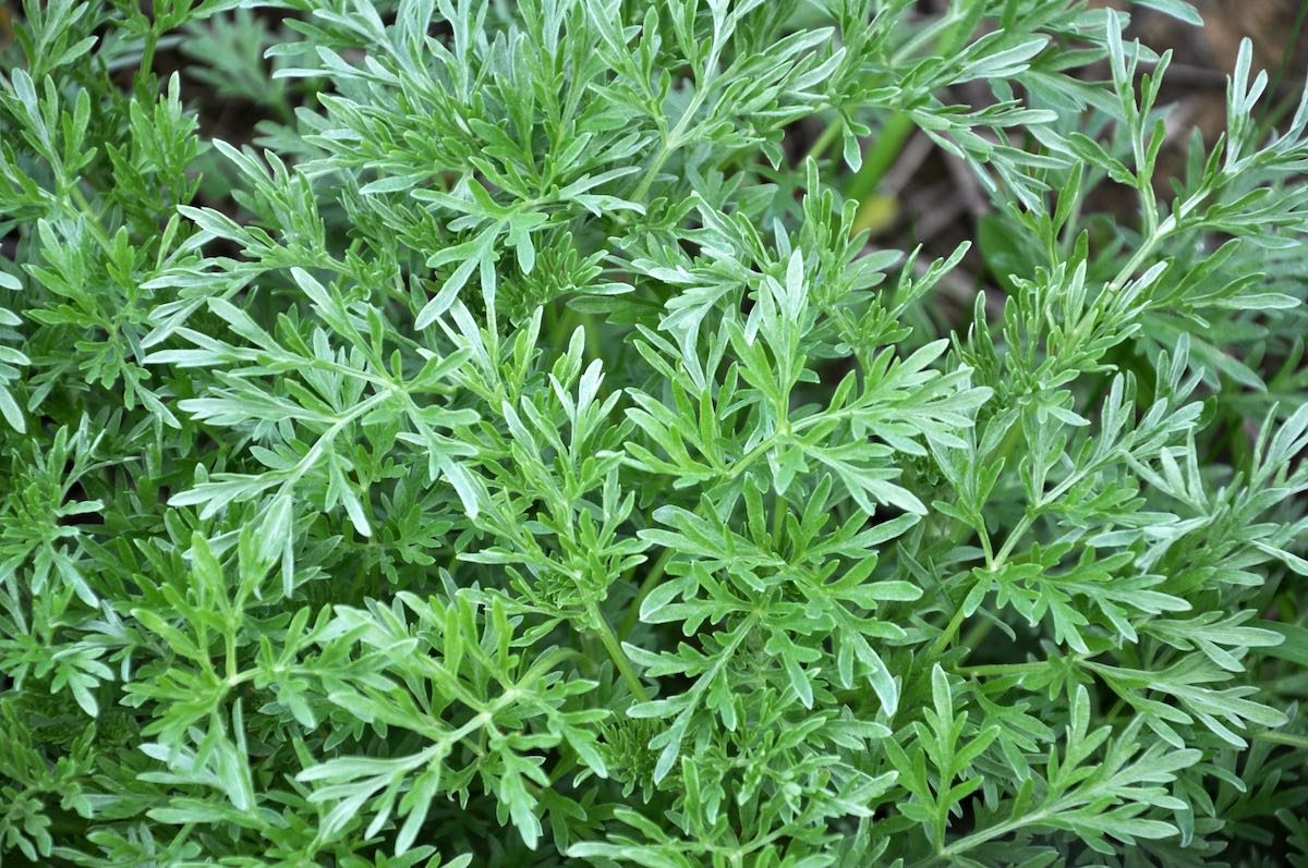 A plant of Wormwood, the key ingredient in absinthe