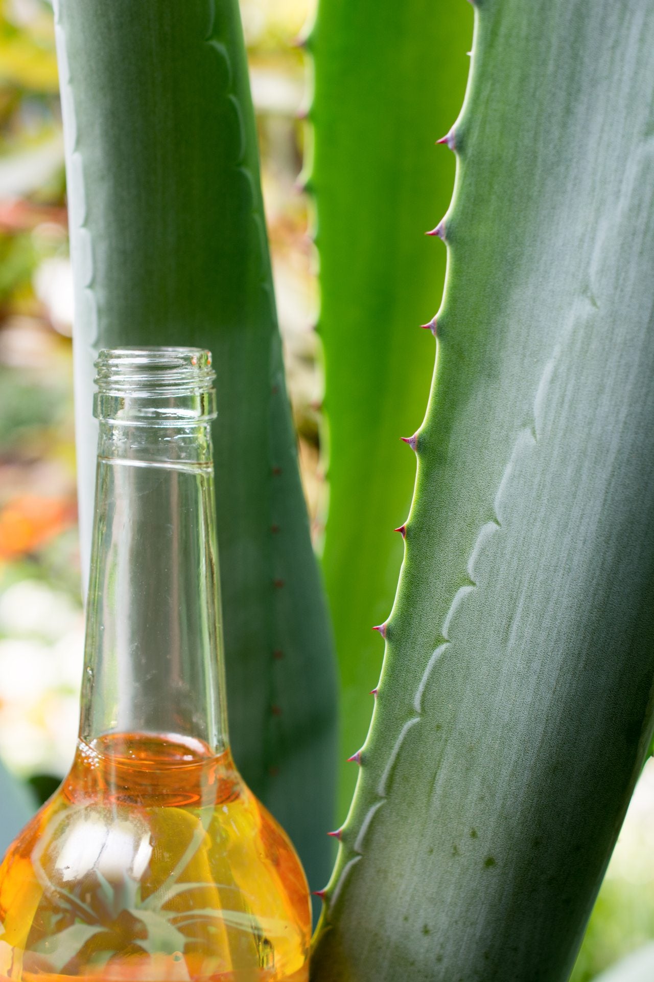 agave-nectar-vs-honey-agave-benefits