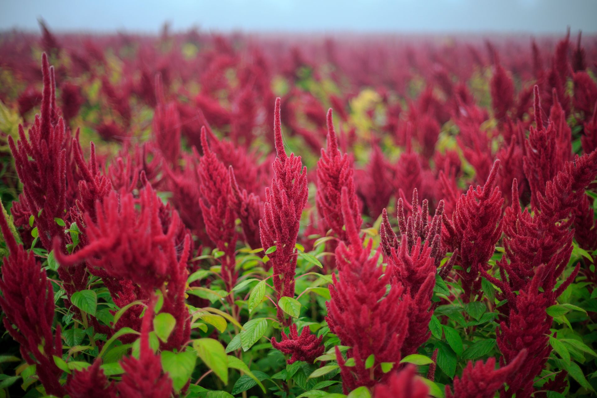 amaranth-what-is