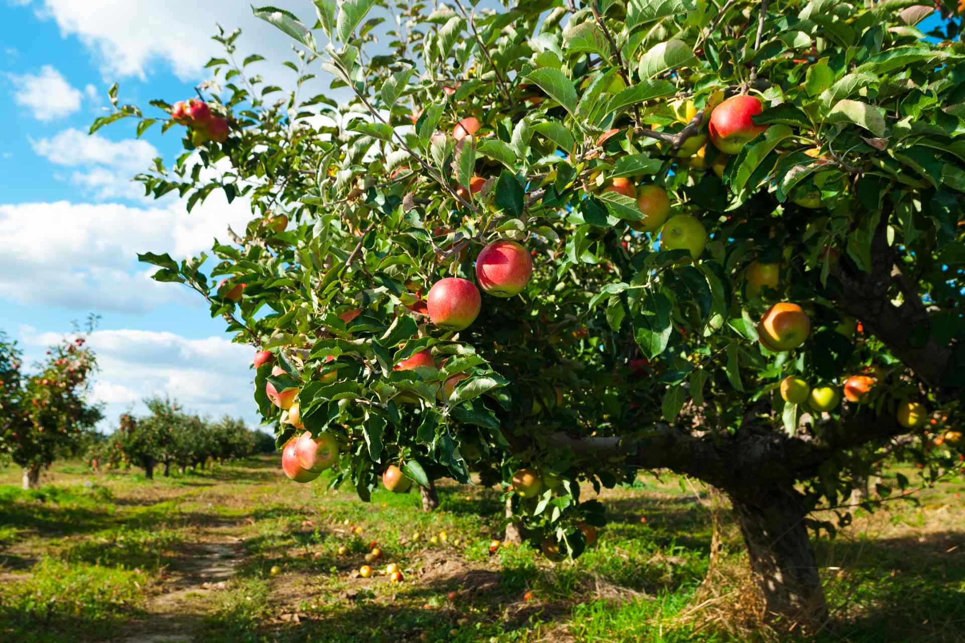 apple tree ©iStock