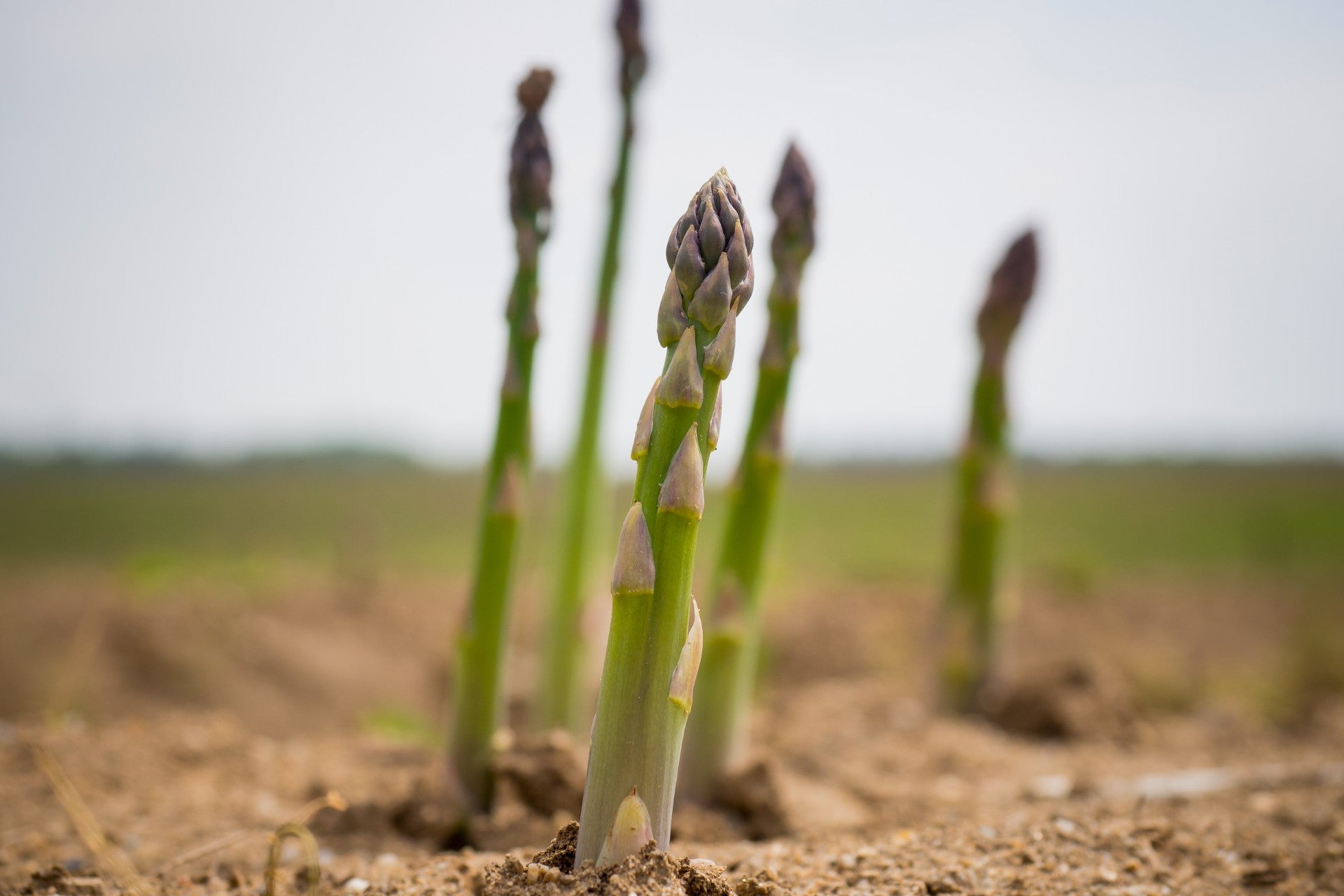 asparagus-varieties-what-is