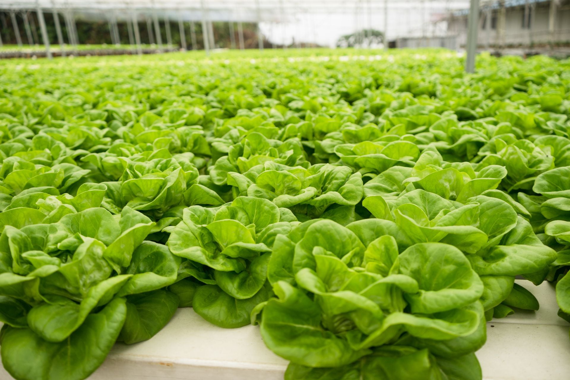 bitter-greens-what-are