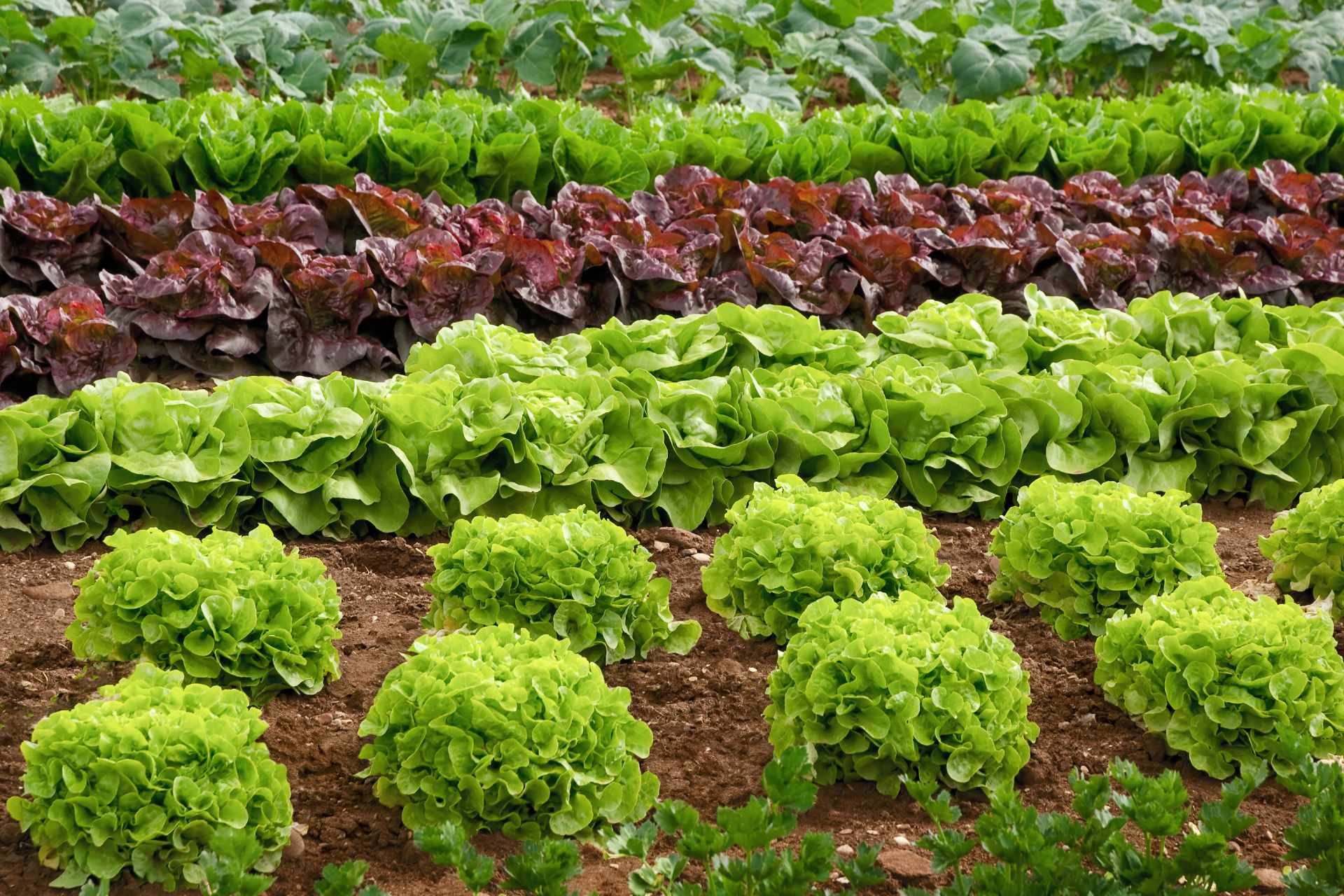 butter-lettuce-varieties
