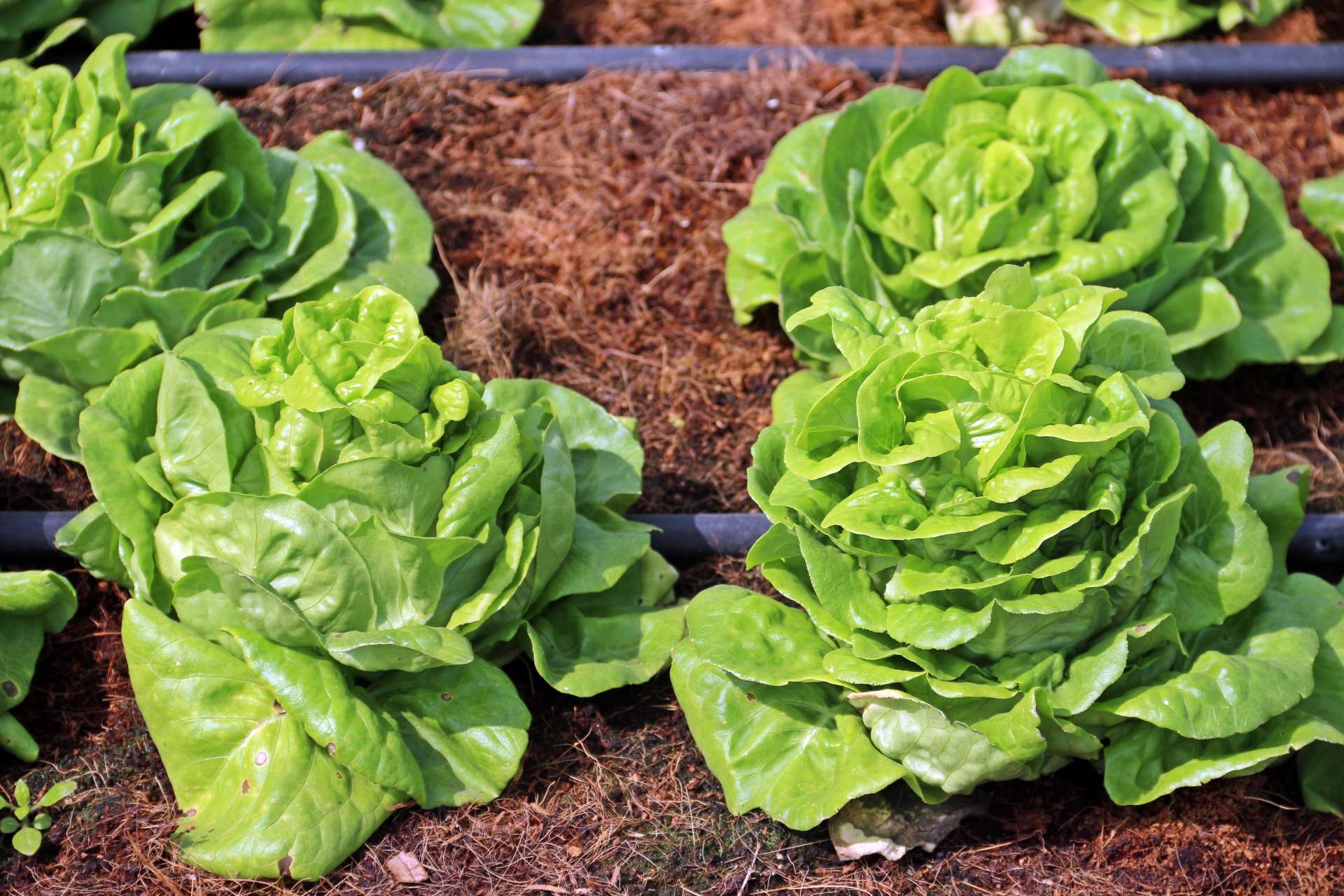 butter-lettuce-what-is