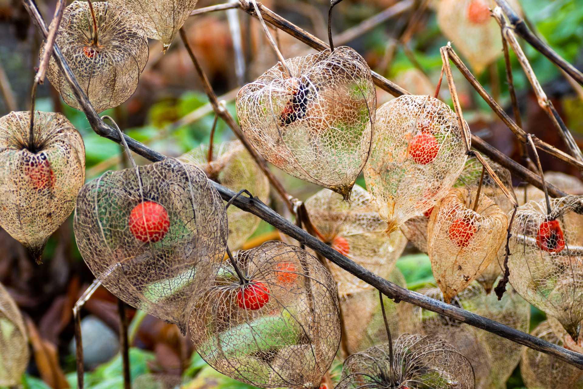 cape-gooseberry-overview