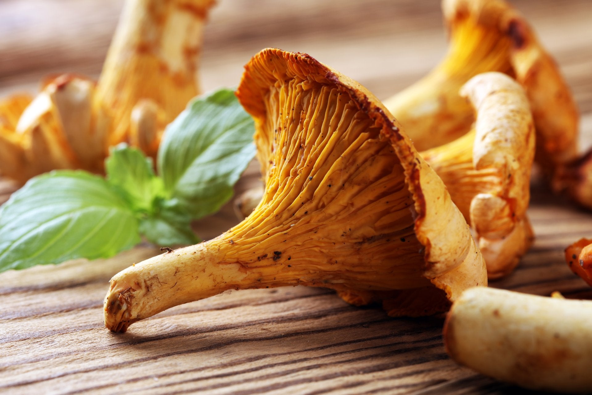 chanterelle-mushrooms-nutrition
