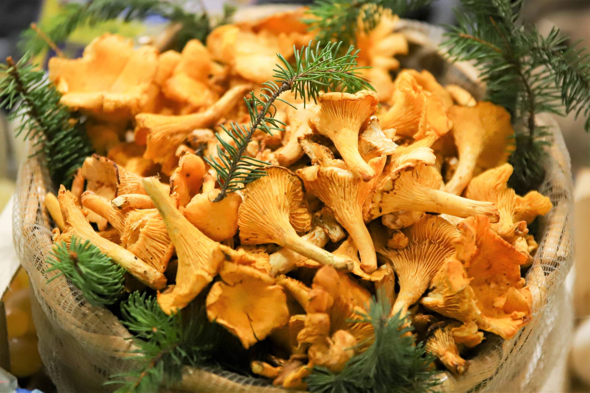 chanterelle-mushrooms-varieties
