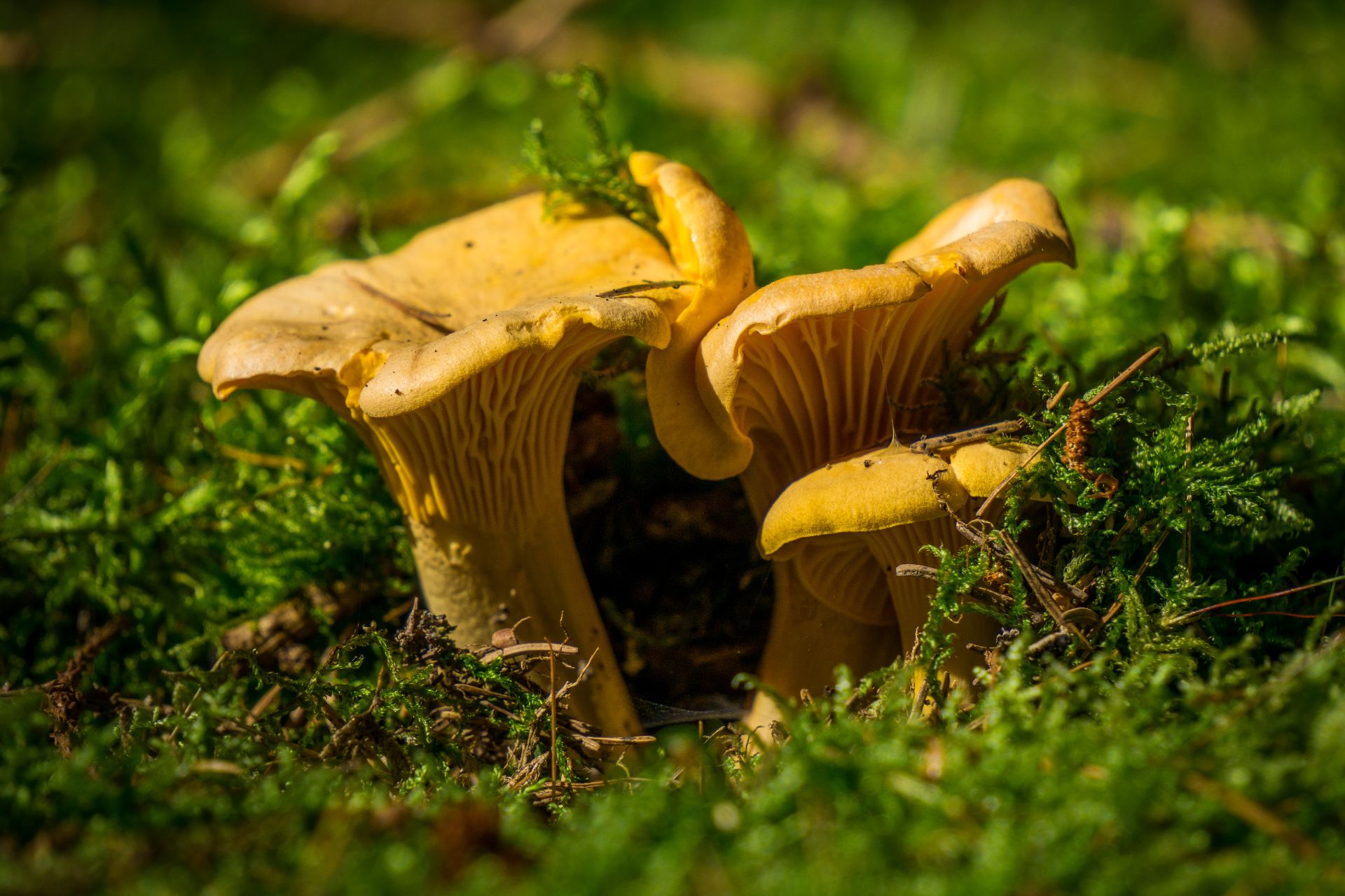 chanterelle-mushrooms-what-is