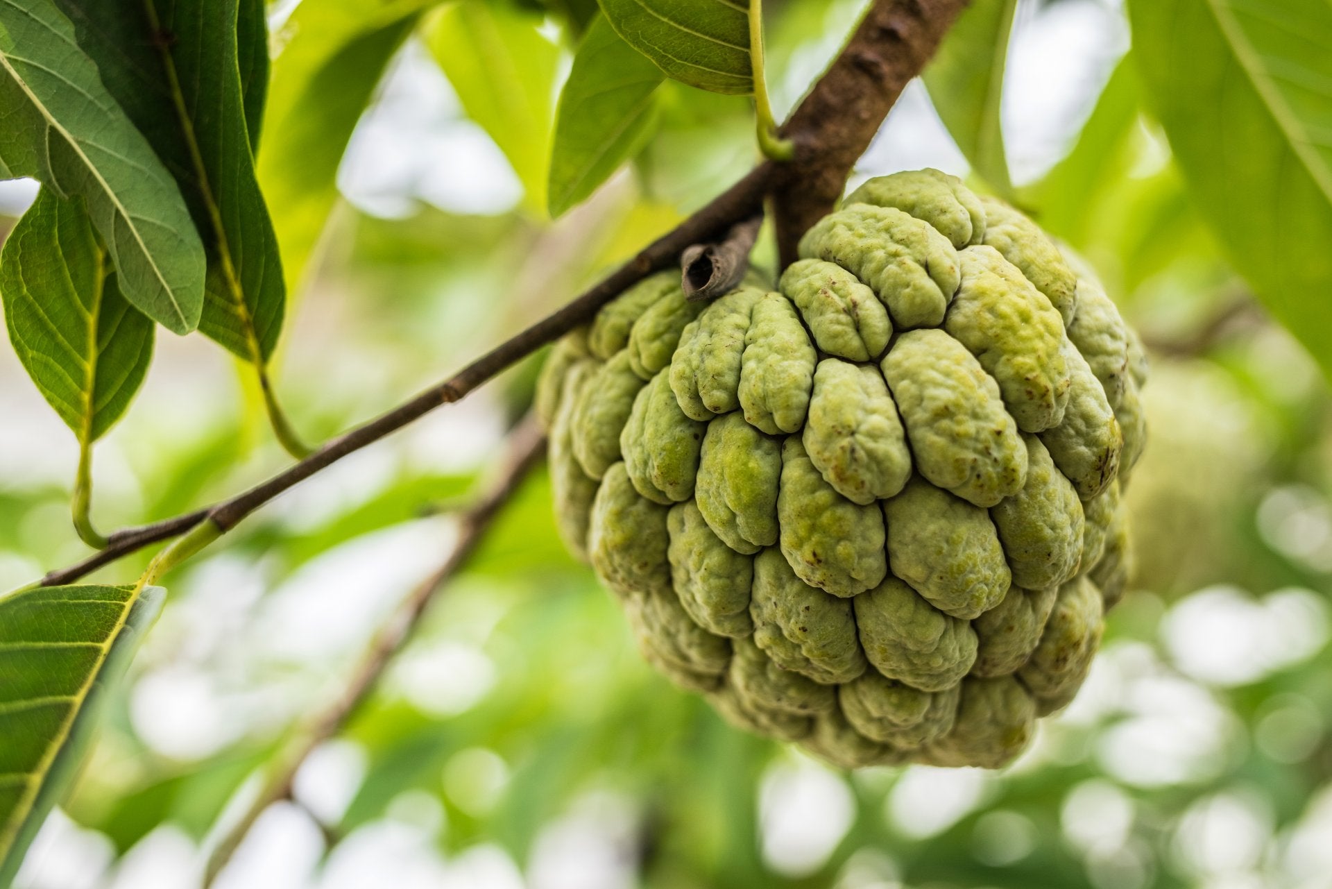 cherimoya-what-is©iStock