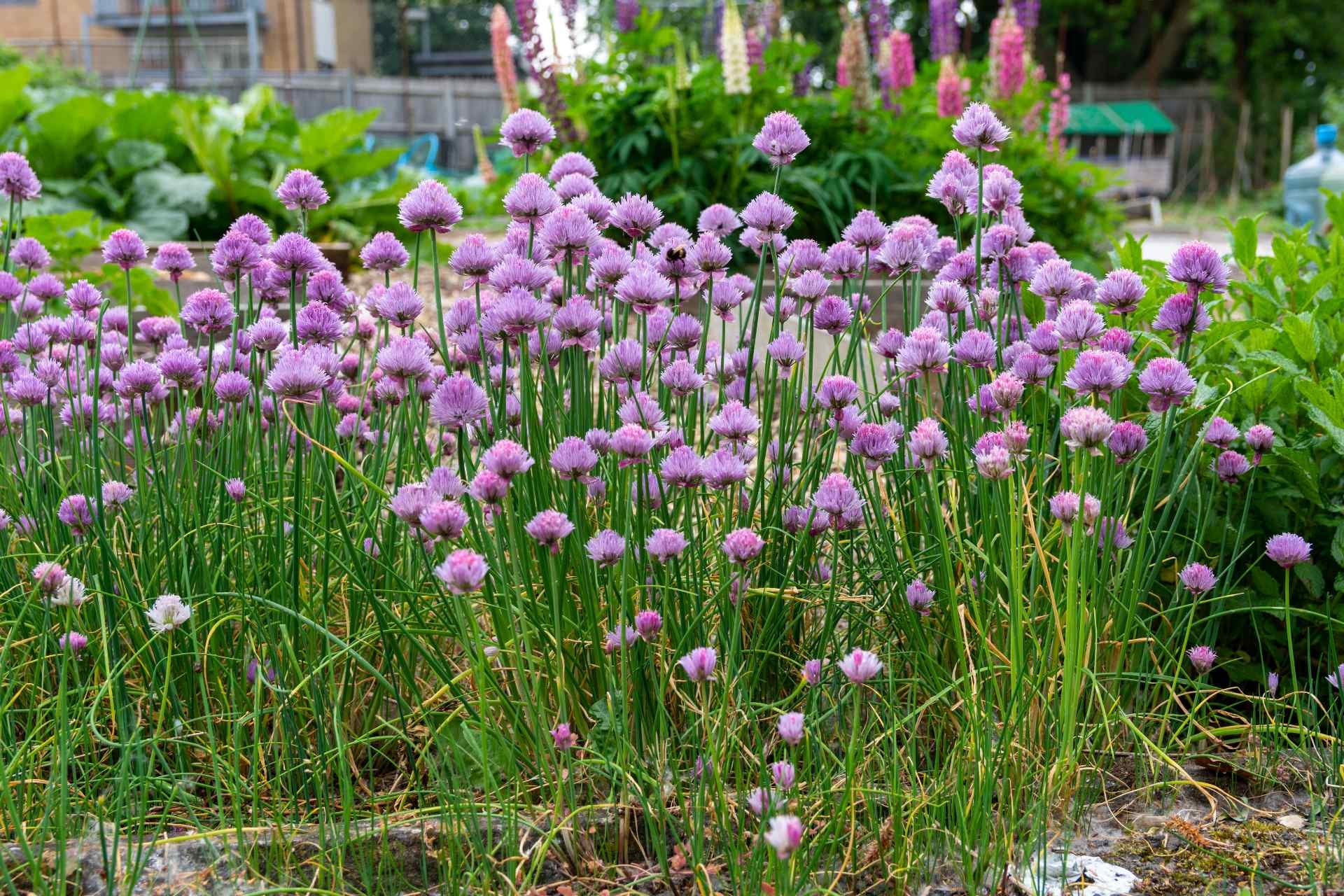chive-flowers-what-are