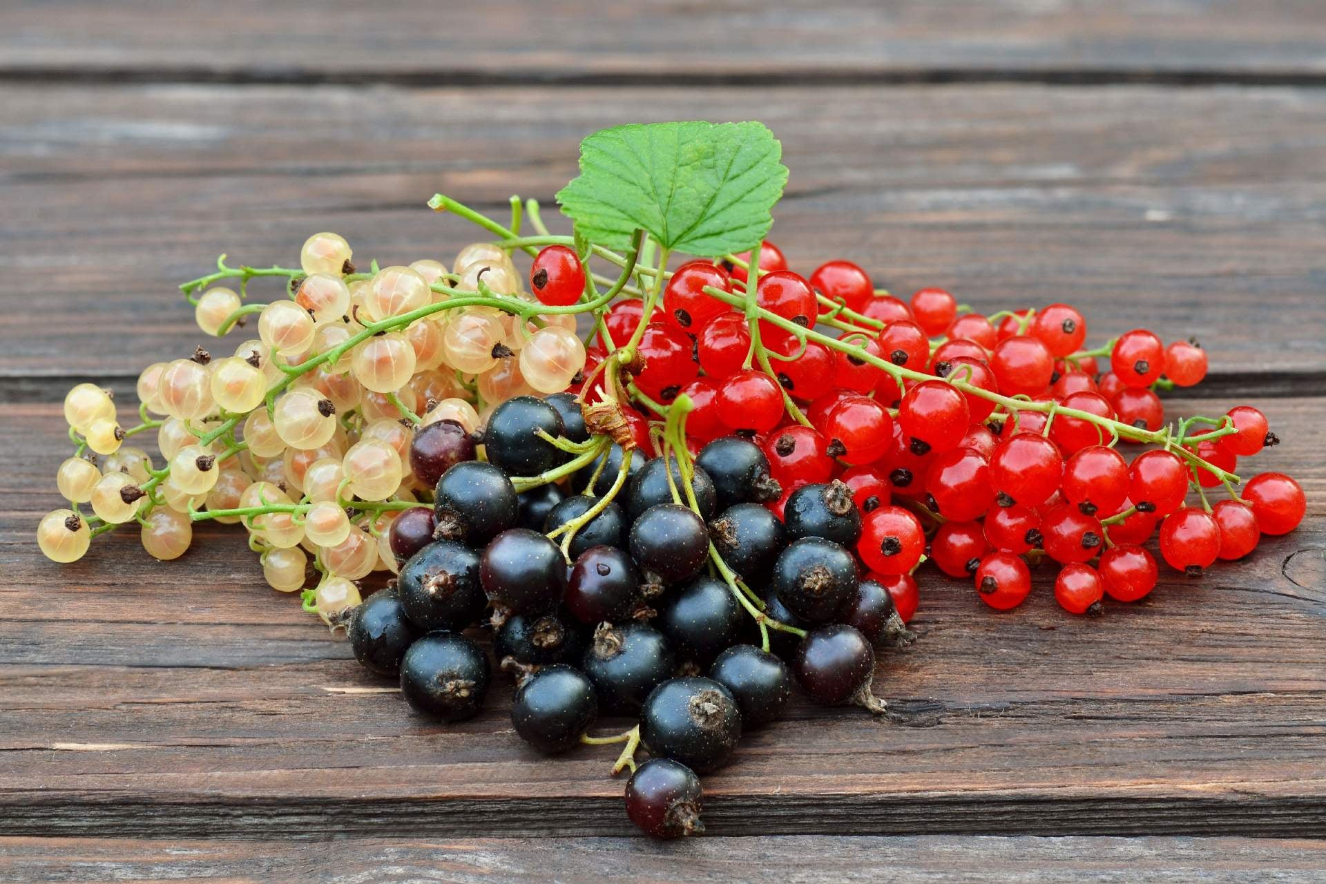 currants-look-like