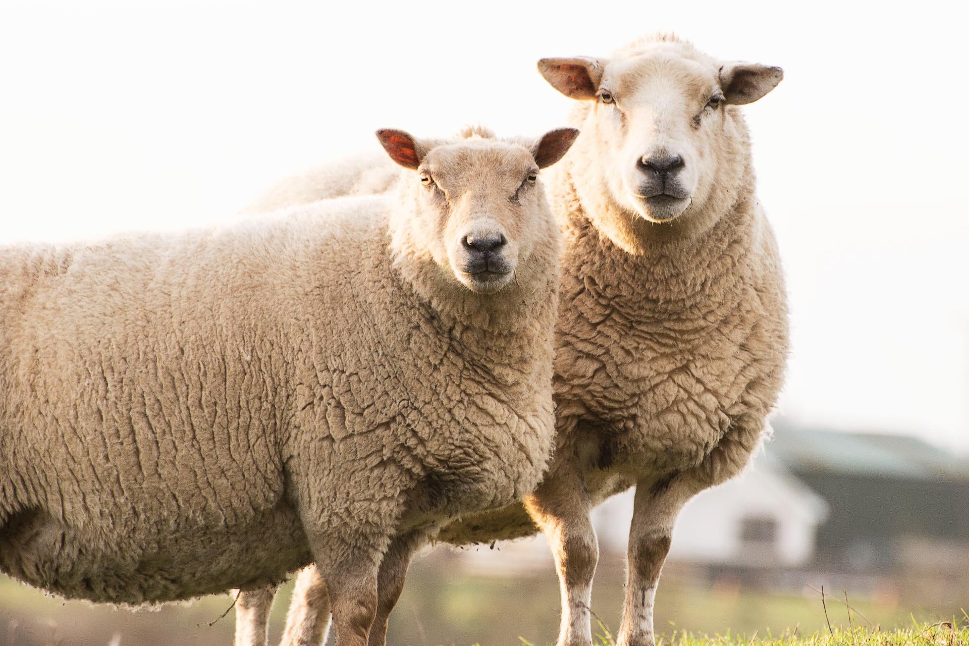 difference-lamb-mutton-what-is-mutton