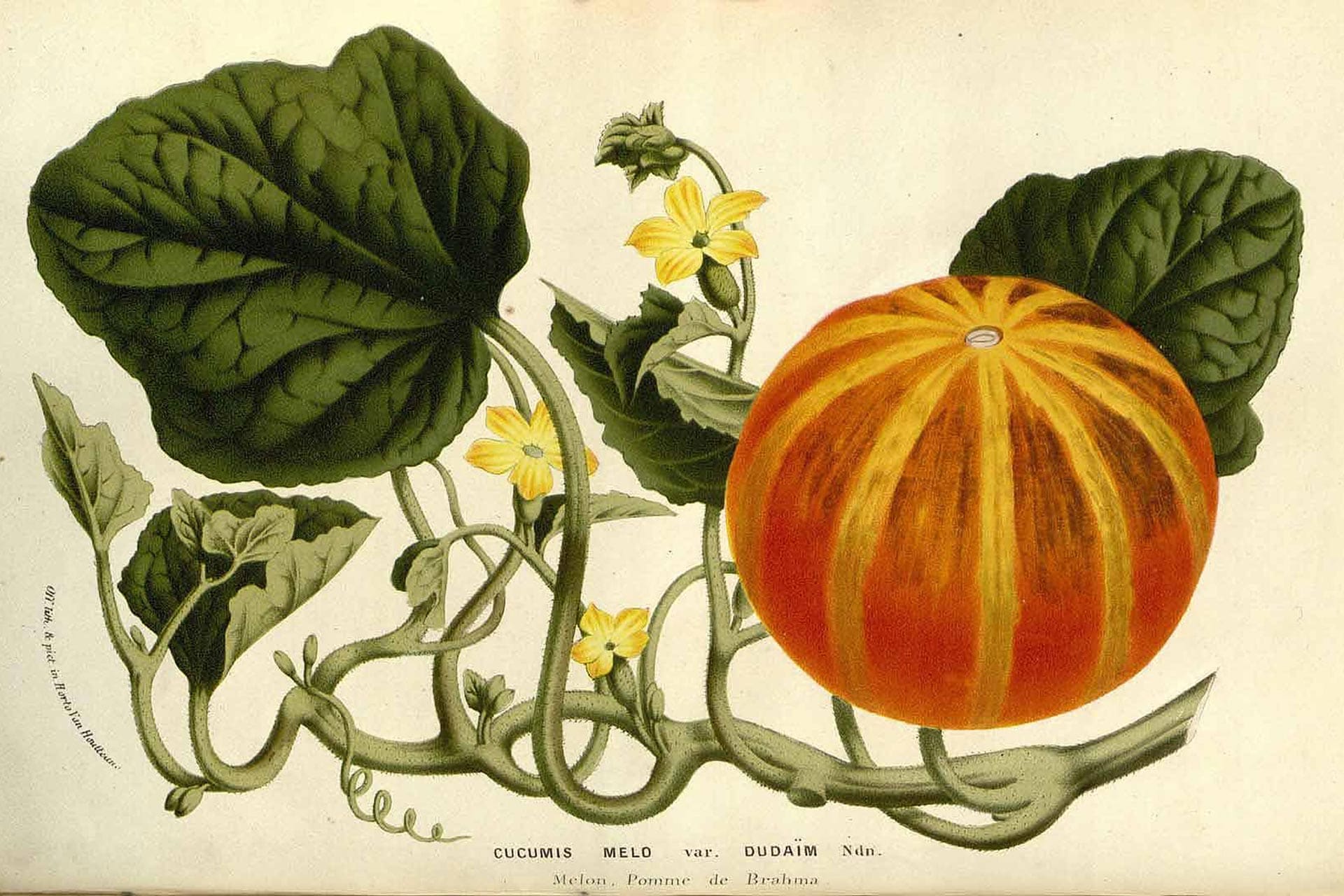 Illustration of Dudaim Melon