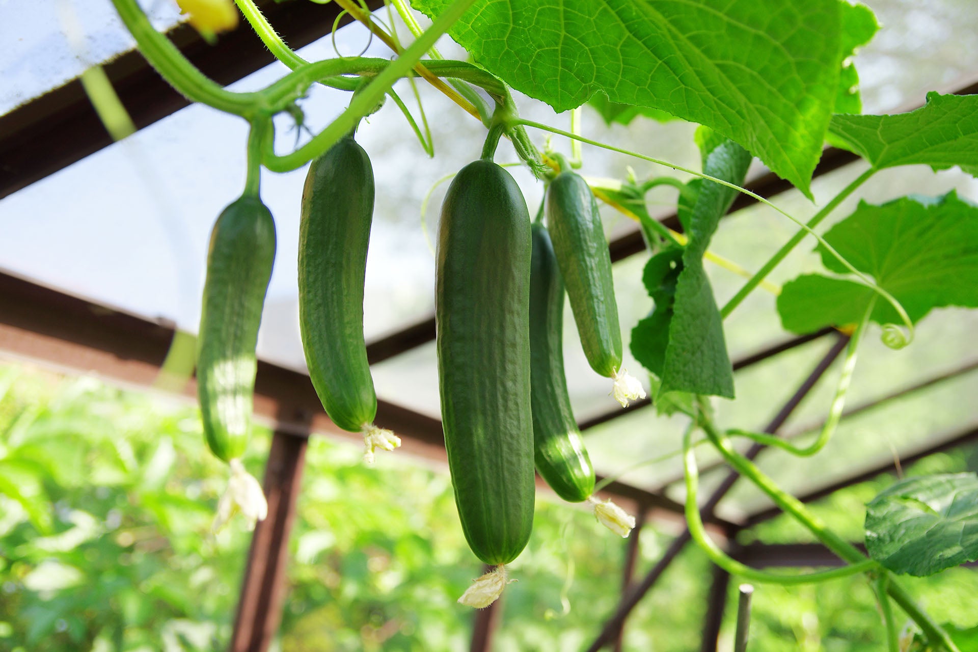 garden cucumbers dangling from the plant