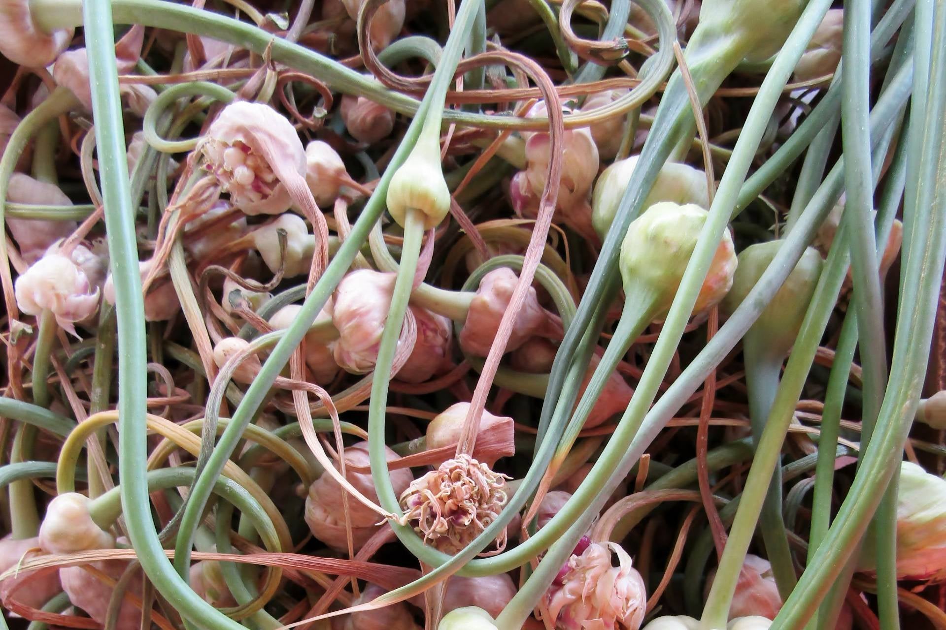 garlic-scapes-how-to-store